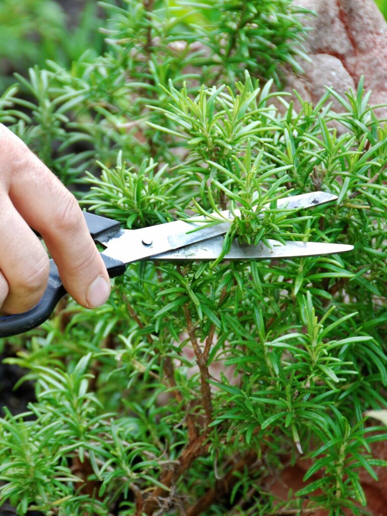 cutting rosemary with scissors.