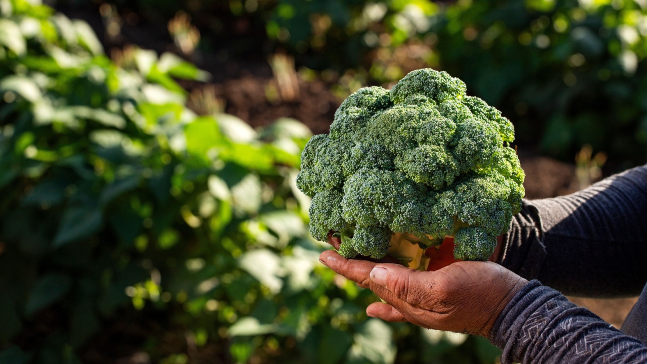 Broccoli
