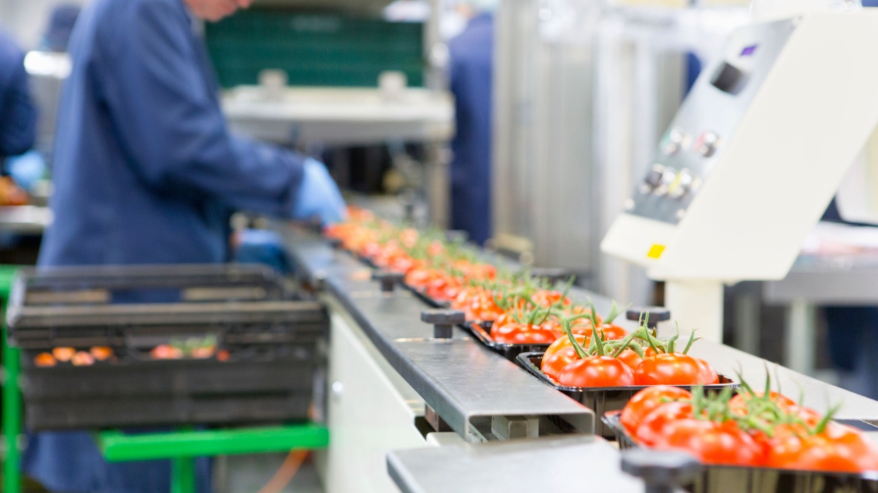 Worker packing ripe red vine tomatoes on production line in a food processing plant