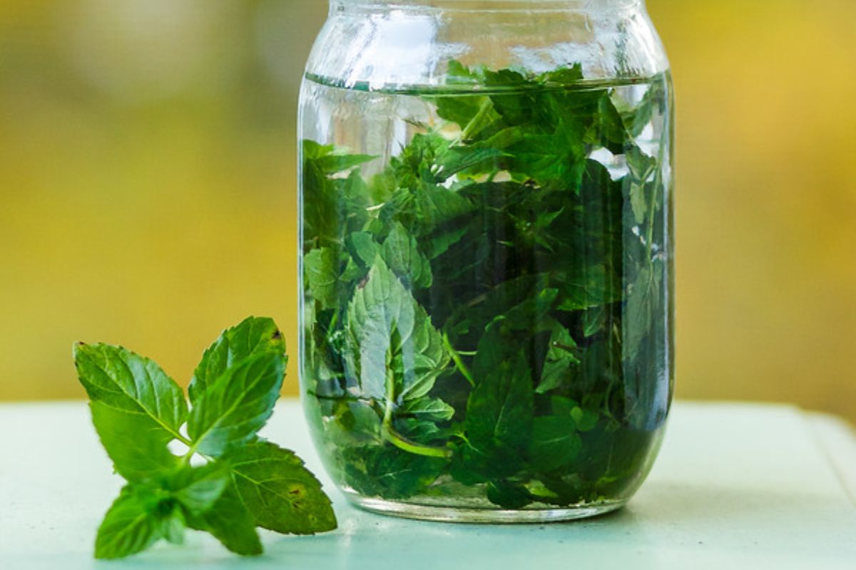 Homemade mint extract in a mason jar.