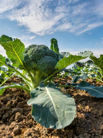 stem of broccoli growing in dirt in the garden.