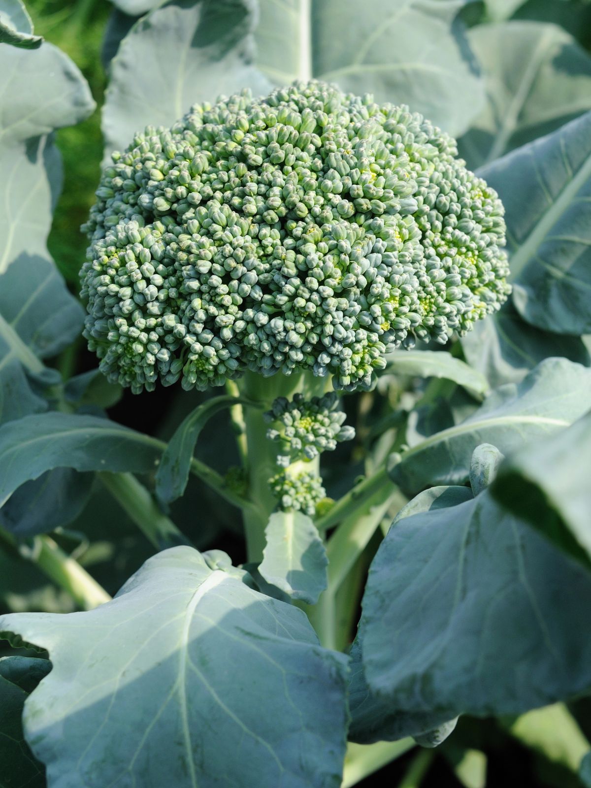 closeup of broccoli growing in the garden ready to be picked.