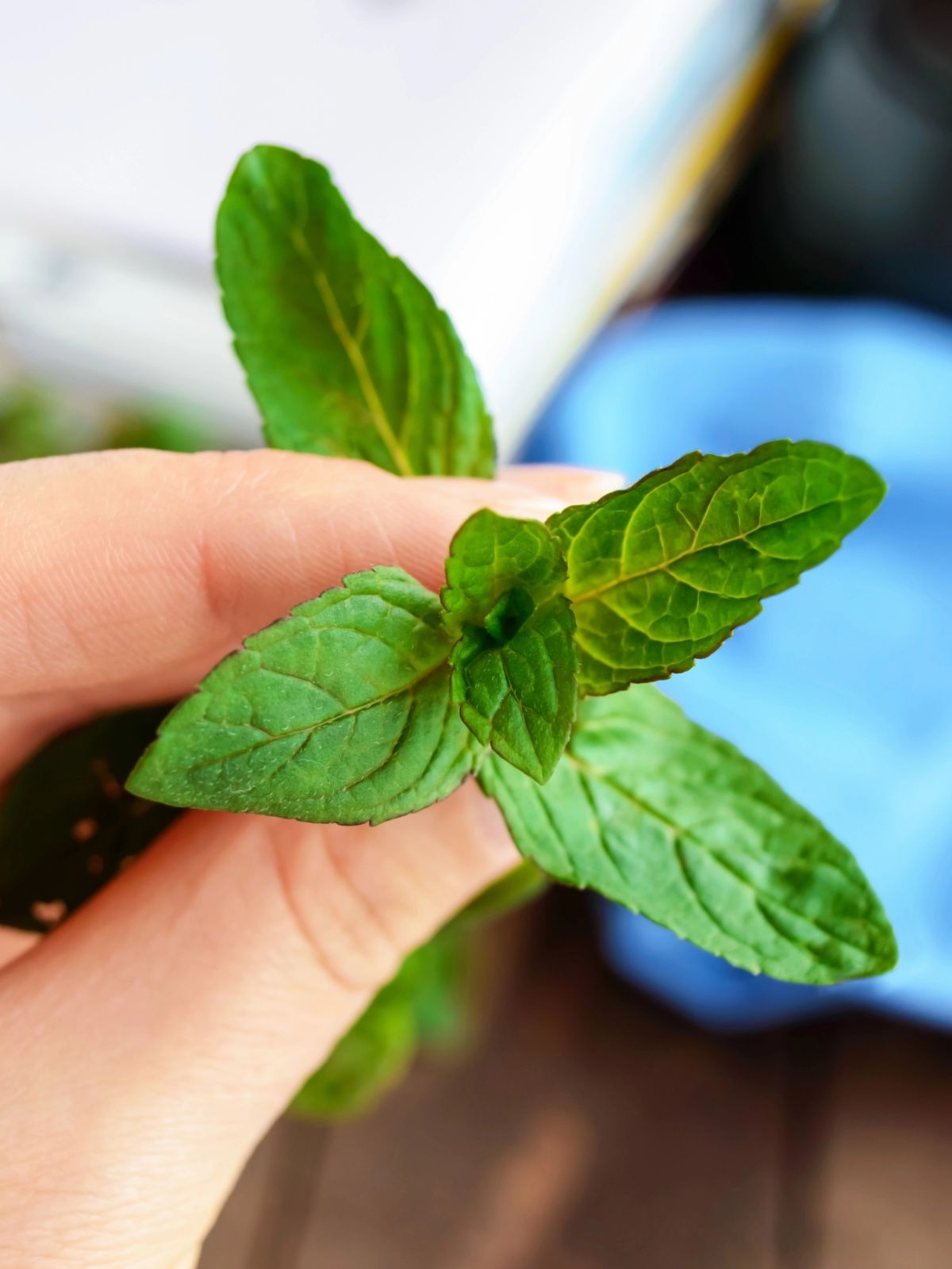 holding a sprig of mint in fingers.