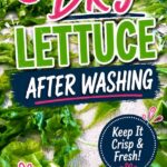 Best way to dry lettuce after washing with fresh garden salad leaves drying on clean kitchen towels before storing.