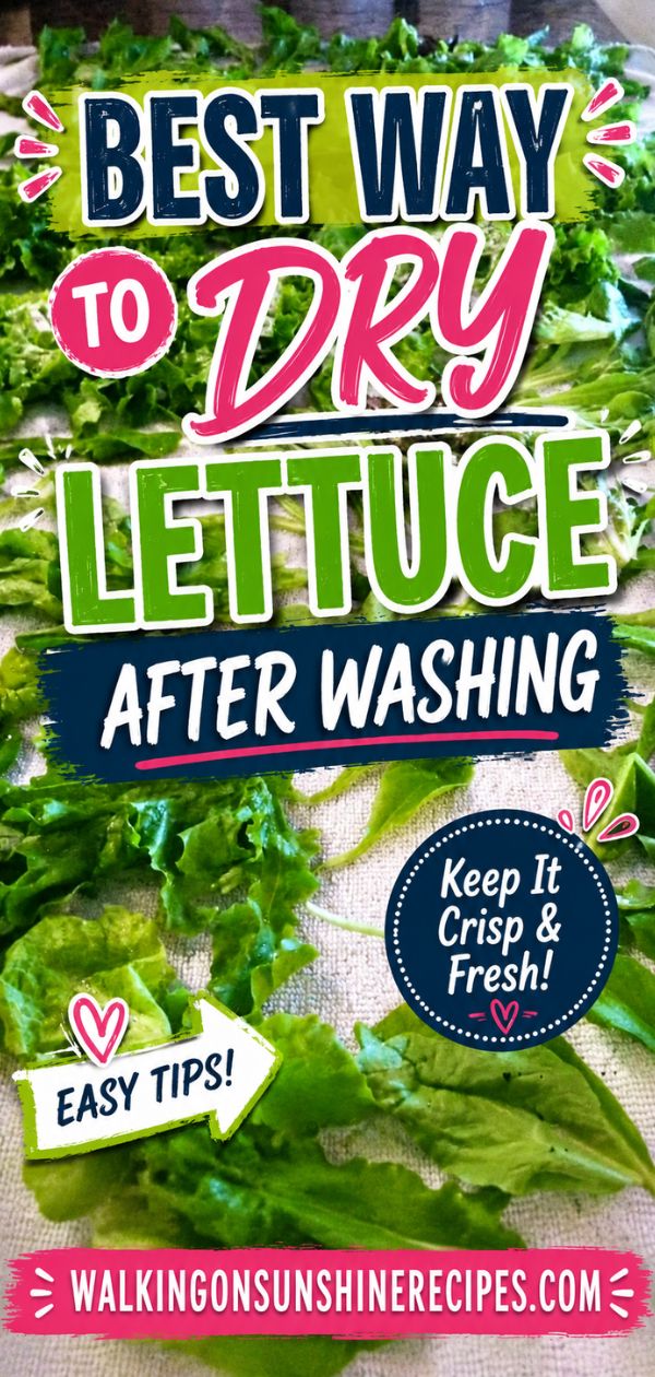 Washing lettuce fresh from the garden from Walking on Sunshine Best way to dry lettuce after washing with fresh garden salad leaves drying on clean kitchen towels before storing.